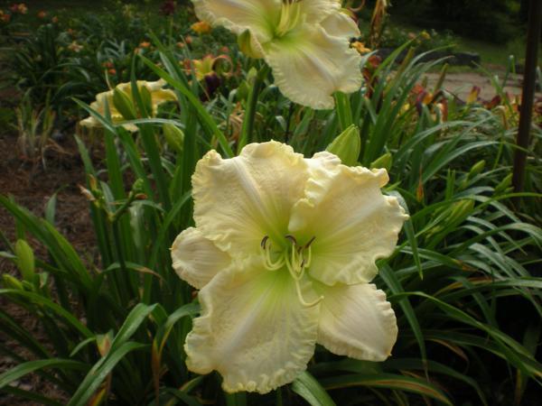 Tuscawilla Snowdrift